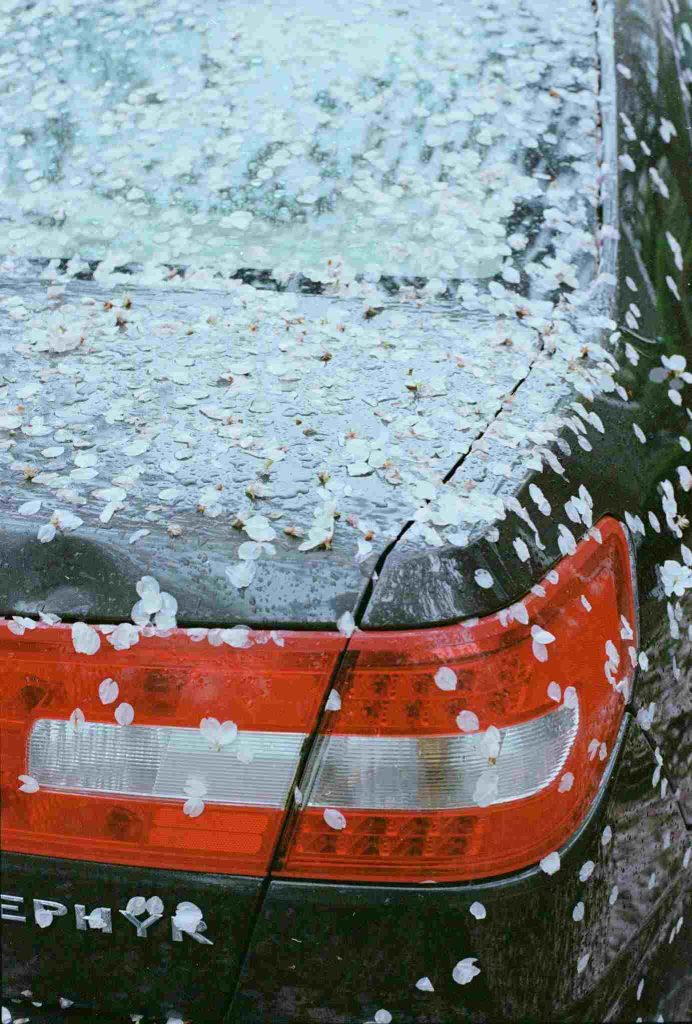 Close-up of a hail-damaged car covered in petals and raindrops after a storm in San Antonio